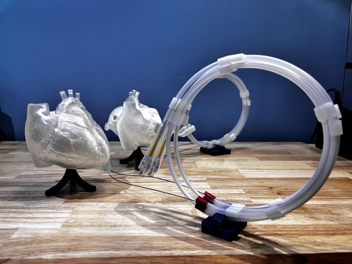 Display para stents junto a un modelo anatómico de corazón